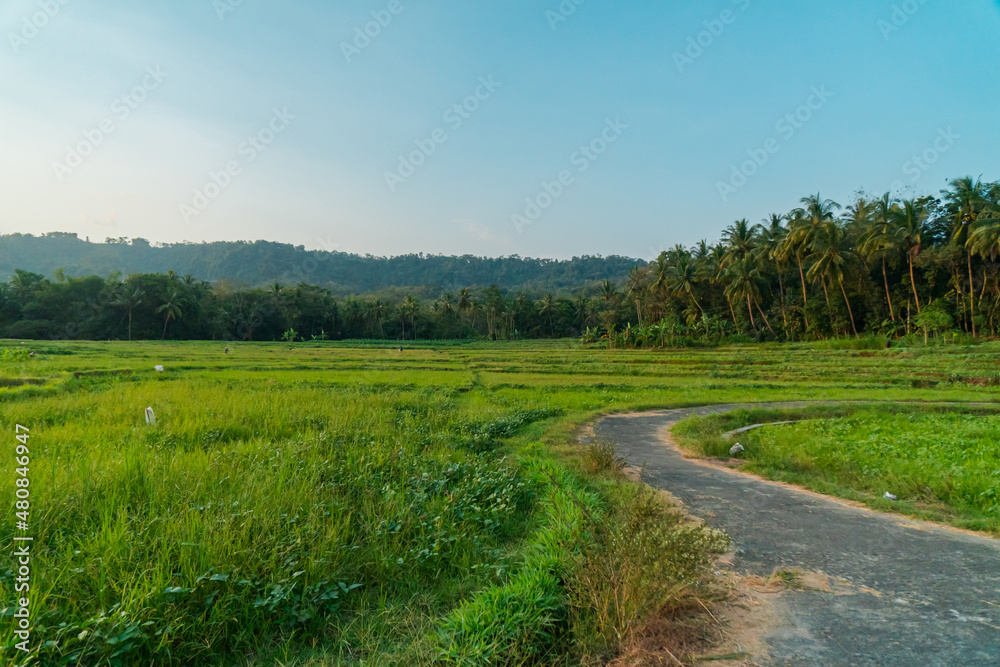Amazing Rice Fields When Approaching Evening With Hilly Background In Countryside Is Very Quiet & Peaceful