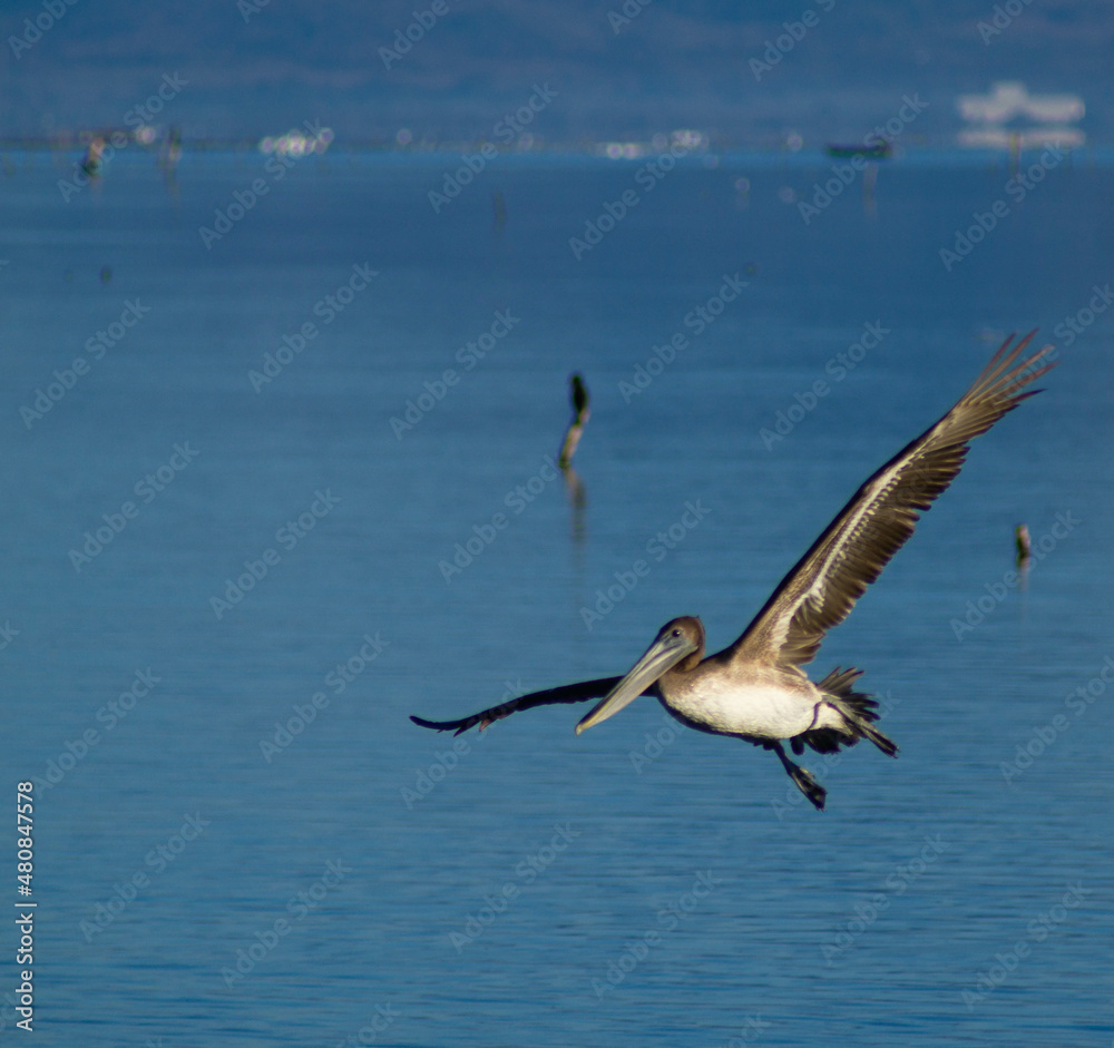 Naklejka premium pelican in flight