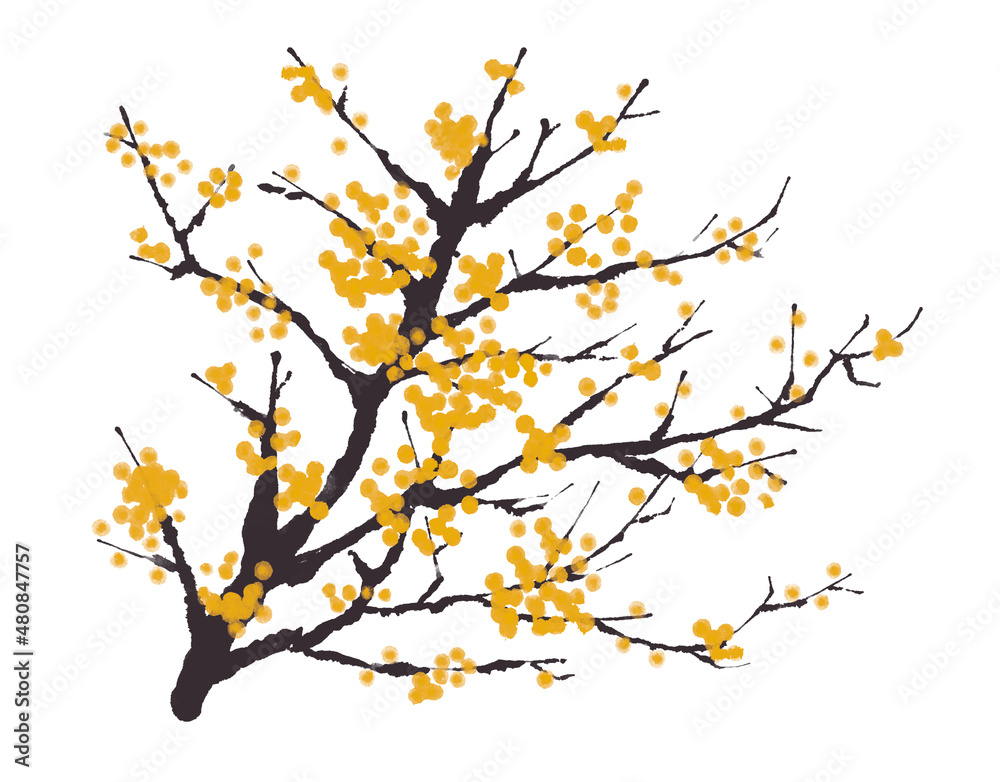 Fototapeta premium winter sweet (Chimonanthus praecox) 