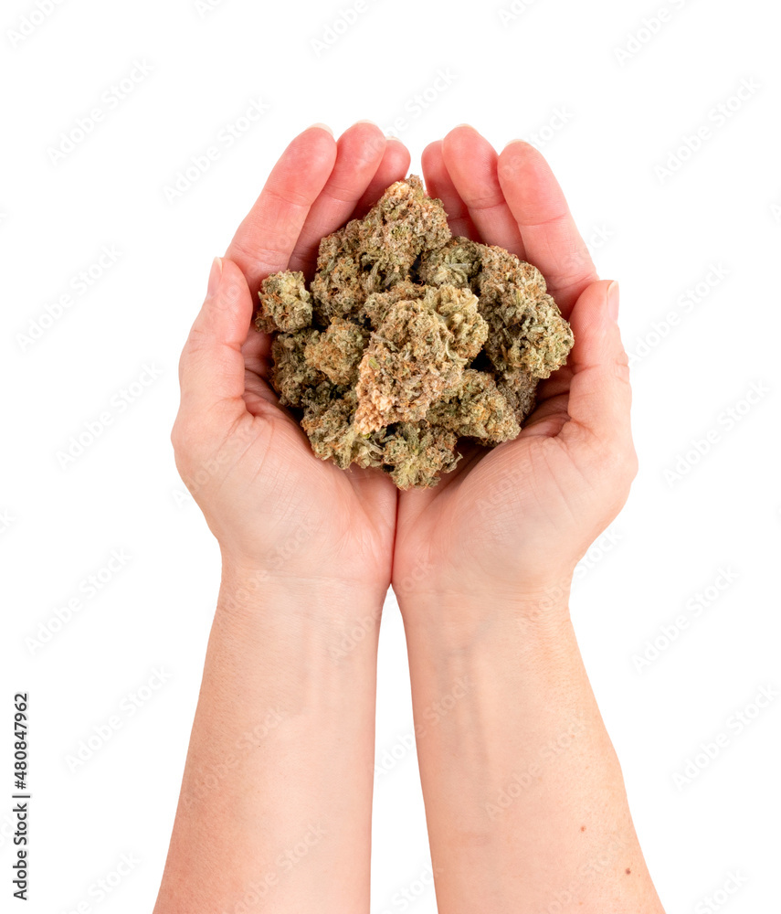 A females hands holding marijuana cannabis flower buds. Isolated on white background. A females hands holding marijuana cannabis flower buds. Isolated on white background.