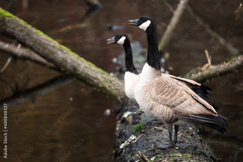 Canadian Geese pair honking on log. Canadian Geese pair honking on log.