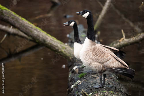 Canadian Geese pair honking on log.