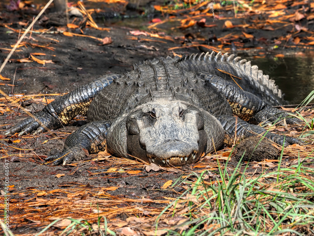 alligator in the swamp alligator in the swamp