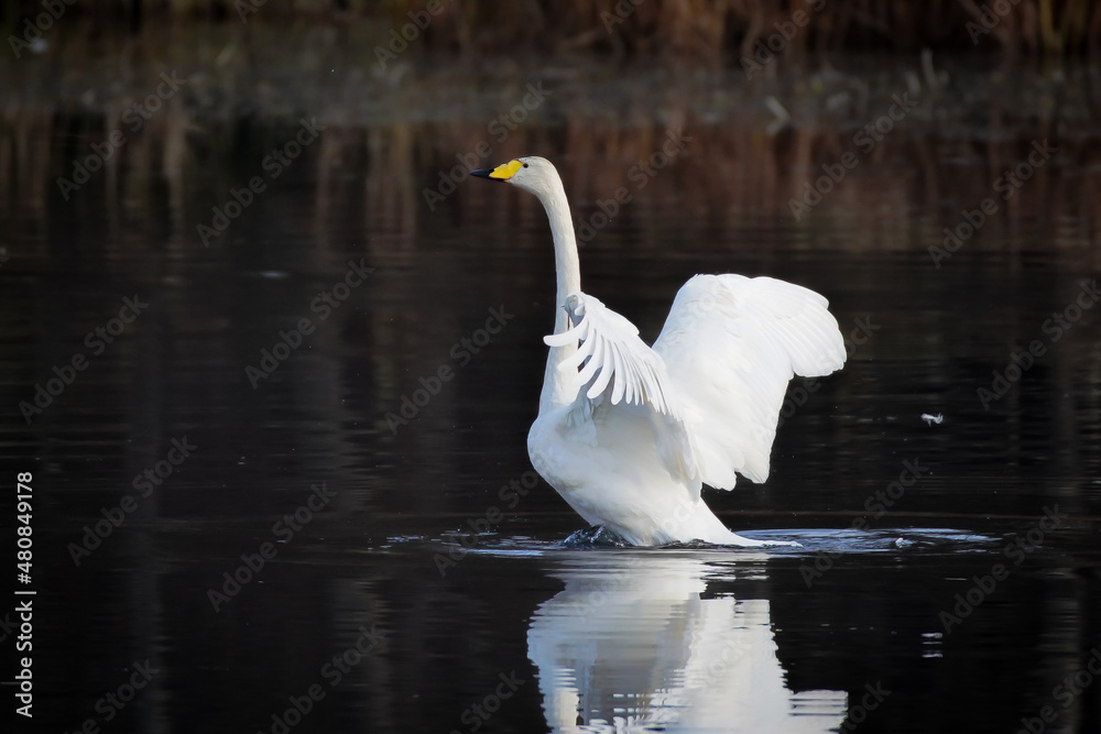 Naklejka premium 羽を広げる白鳥