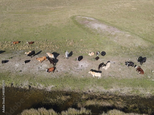 Cows of South Florida aerial