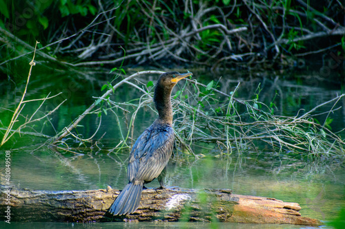 hermoso cormoran neotropical tomando el sol photo