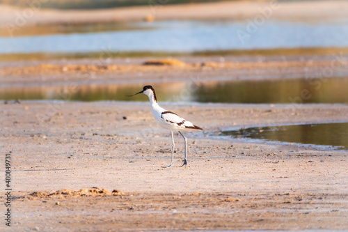 The pied avocet, Recurvirostra avosetta, is a large black and white wader with long, upturned beak