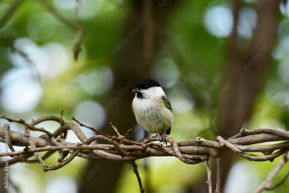 Naklejka premium 絡まった蔓に止まるハシブトガラ
