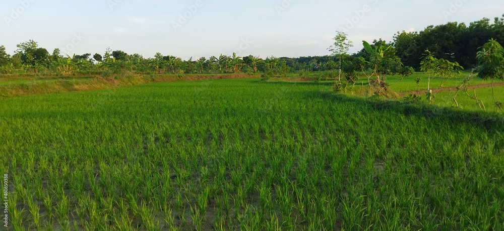 beautiful scenery describes a happy mood beautiful scenery describes a happy mood