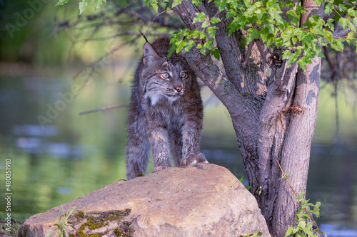 lynx under tree limb 