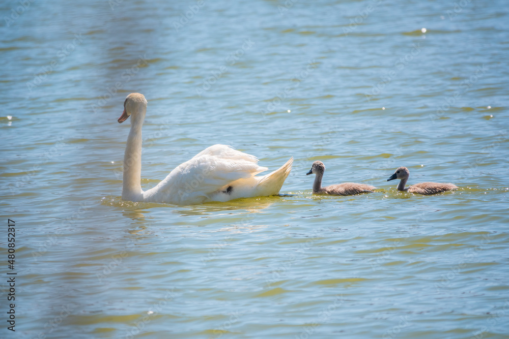 A female mute swan, Cygnus olor, swimming on a lake with its new born baby cygnets. Mute swan protects its small offspring. Gray, fluffy new born baby cygnets. A female mute swan, Cygnus olor, swimming on a lake with its new born baby cygnets. Mute swan protects its small offspring. Gray, fluffy new born baby cygnets.