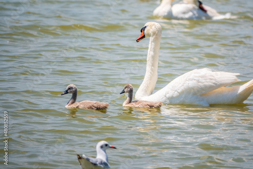 A female mute swan  Cygnus olor  swimming on a lake with its new born baby cygnets. Mute swan protects its small offspring. Gray  fluffy new born baby cygnets.