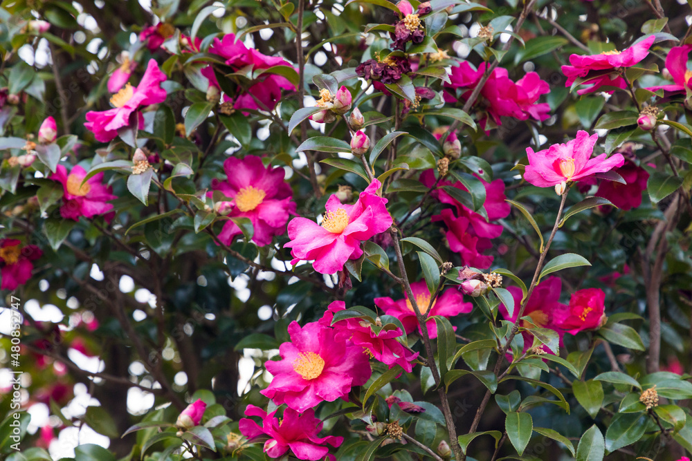 camellia of winter camellia of winter