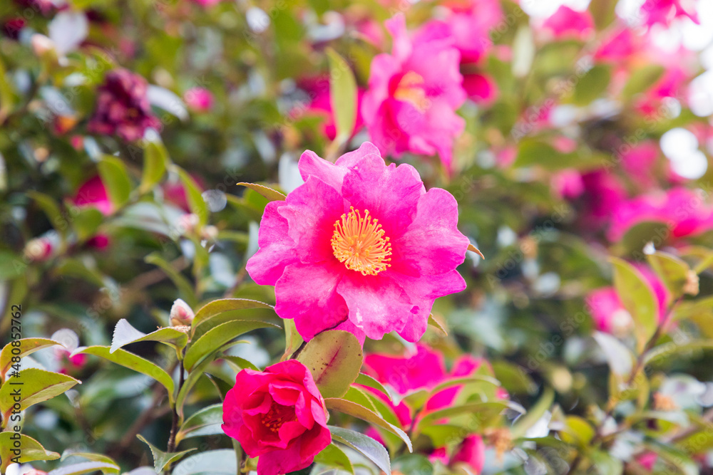 Fototapeta premium camellia of winter