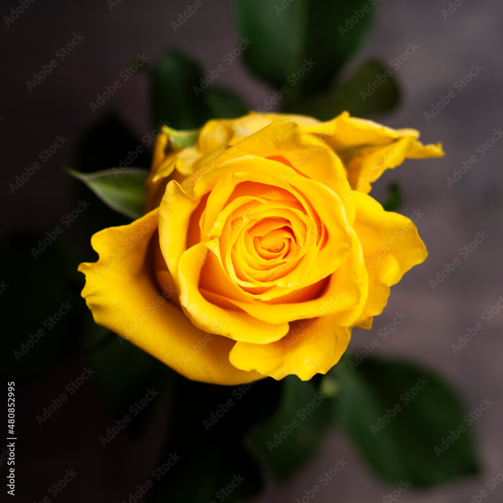 Beautiful yellow rose gift present nature Beautiful yellow rose gift present nature