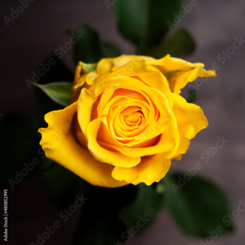 Beautiful yellow rose gift present nature 