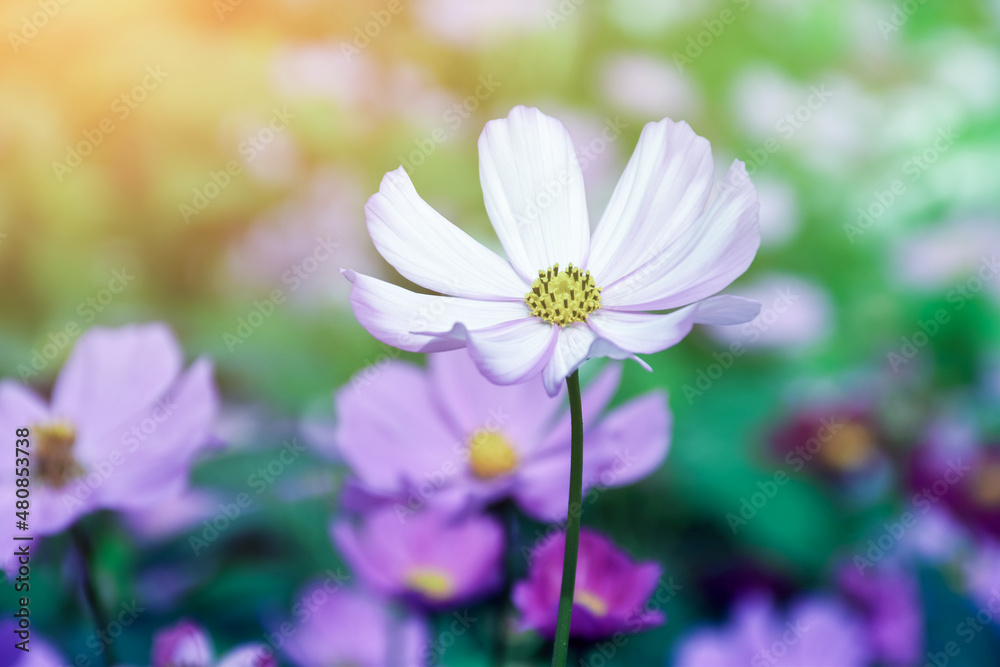 Pink cosmos flower blooming with natural blurred background, vintage style.