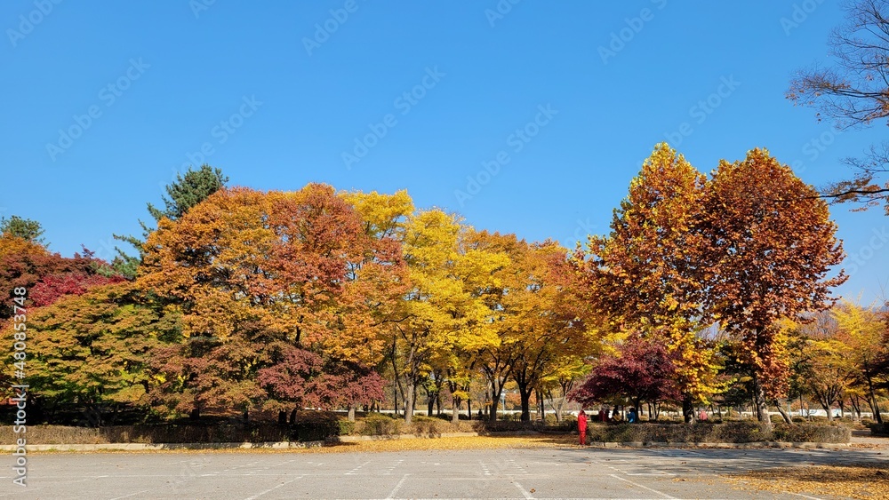 autumn leaves landscape
