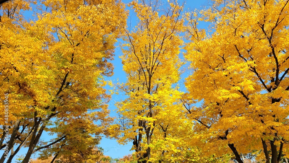 autumn leaves landscape autumn leaves landscape