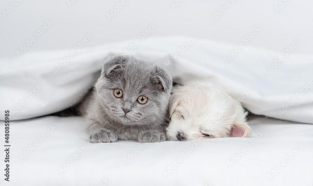 Fold kitten lying with sleepy tiny white Maltese puppy lying together under warm blanket on a bed at home
