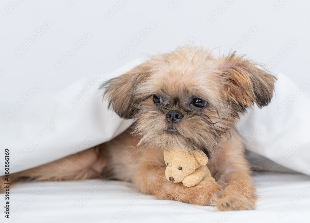 Brussels Griffon puppy lying under warm blanket on the bed at home and hugs favorite toy bear Brussels Griffon puppy lying under warm blanket on the bed at home and hugs favorite toy bear