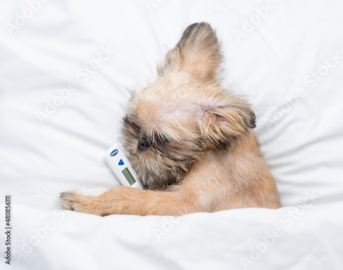 Sick Brussels Griffon puppy sleeps on a bed at home with a thermometer under the paw. Top down view