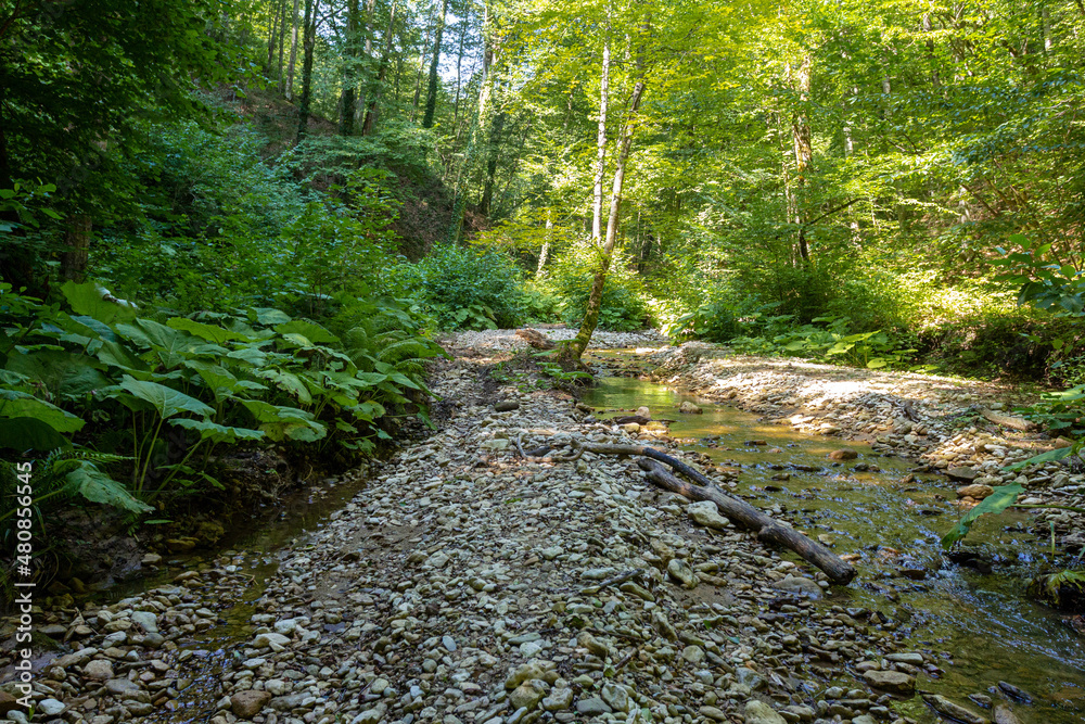 Fototapeta premium summer morning, walking along the bed of a mountain river that has become shallow by the end of summer and the upcoming autumn period and exposing its rocky bottom with clear water.