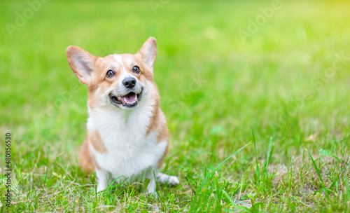 Smiling pembroke welsh corgi puppy sits on green summer grass at sunny day. Empty space for text