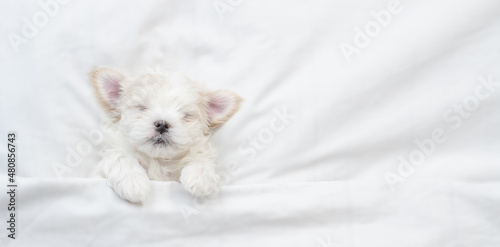 Tiny white Maltese puppy sleeps under warm blanket on a bed at home. Top down view. Empty space for text