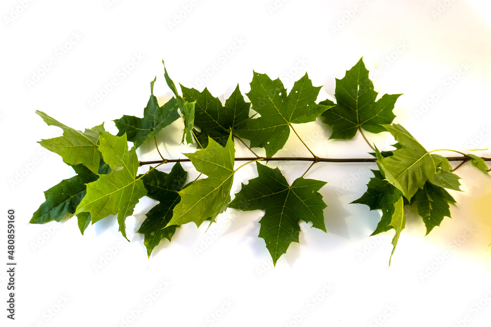 Fototapeta premium branch with green leaves on a white background