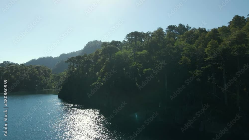 Panoramic view of a araucaria (Araucaria araucana) forest at the toro lagoon in the huerquehue national park in southern chile - aerial