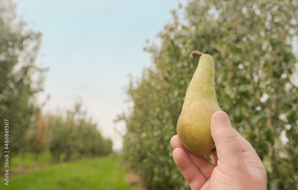Ripe pear in a man's hand against the background of pear trees fields and blue sky. Selected focus Ripe pear in a man's hand against the background of pear trees fields and blue sky. Selected focus