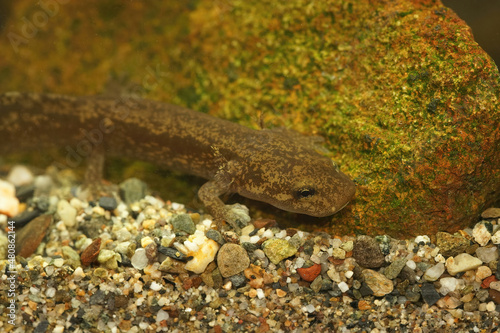 Closeup on an aquatic larvae of the coastal giant salamander , Dicamptodon tenebrosus photo
