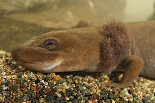 Closeup on the head of a rare neotenic adult coastal giant salamander, Dicamptodon tenebrosus with well developped red gills photo