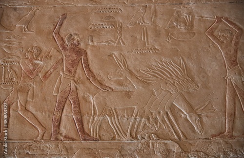 Scenes from the Tomb of Mehu, Saqqara, Egypt