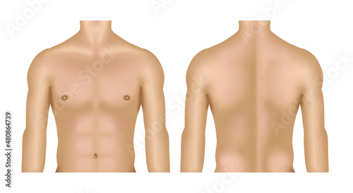 Man chest anatomy model