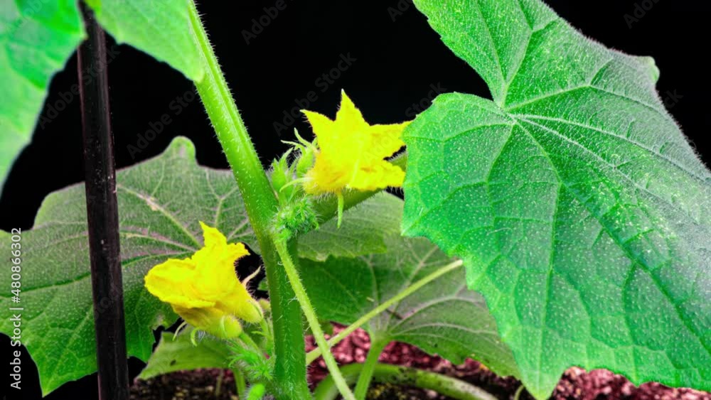 blooming cucumber. garden business. yellow flowers of cucumbers bloom on bush. flowering cucumbers grown in open ground. plantation of cucumbers. Growing cucumbers in greenhouses. 4k