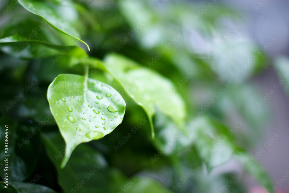 Fototapeta premium Water drops on green leaves give a fresh and lively atmosphere