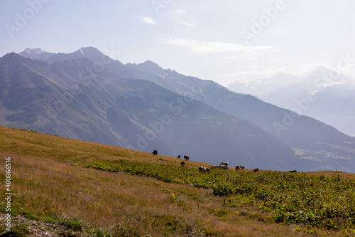 Grazing cows with an amazing view on the sharp Svaneti mountain peaks near Mestia in the Greater Caucasus Mountain Range, Upper Svaneti, Country of Georgia.Hiking trail to the Koruldi Lakes.