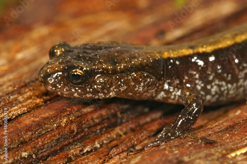 Closeup on the head of a yellow Plethodon vehiculum, Western redback salamander , sitting on a piece of wood