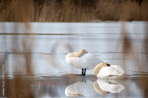 Fototapeta Naklejka Na Ścianę i Meble -  Swan reflection on water. Two adult Cygnus Cygnus waterbirds on a frozen lake in Vilnius, Lithuania. Selective focus on the details, blurred background.