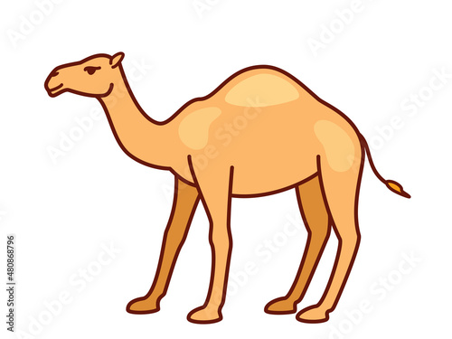 Camel isolated on white background  vector illustration of arabian dromedary one-humped camel in flat style with outline
