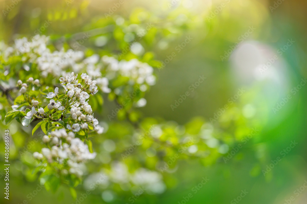 Blossom tree Blossom tree