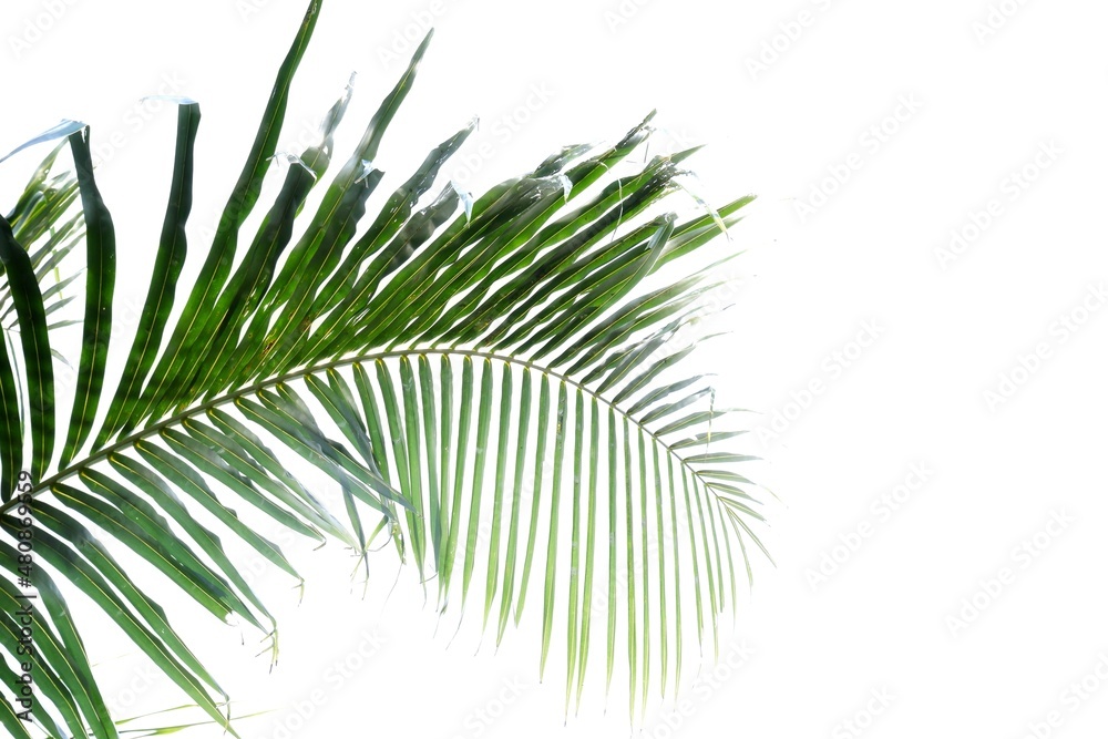 Tropical coconut leaves on white isolated background with copy space for background backdrop Tropical coconut leaves on white isolated background with copy space for background backdrop