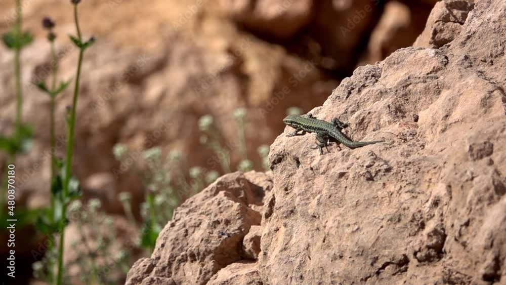 Lizard on rock Close up shot
Slow motion shot from israel
Lizard on rock Close up shot
Slow motion shot from israel