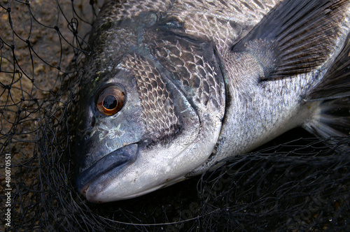 Japanese most popular fishing target saltwater fish “Black sea bream ( Kurodai, Chinu )” face close up photography