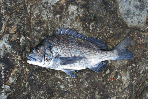 Japanese most popular fishing target saltwater fish “Black sea bream ( Kurodai, Chinu )”. 体長約45cmほどの大人のクロダイ（チヌ）の魚体を磯の上で撮った写真。
