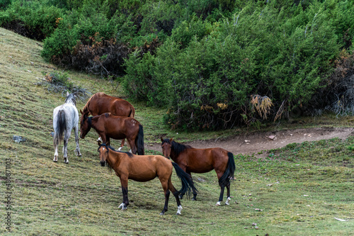 horses graze in the meadow. horses graze at the foot of the mountains. pets walk in the steppe