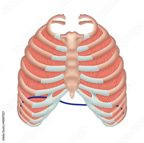 Rib cage and intercostal muscle anatomy photo
