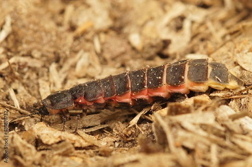 Closeup on a coorul pink and black larvae of the European glow-worm, Lampyris noctiluca photo